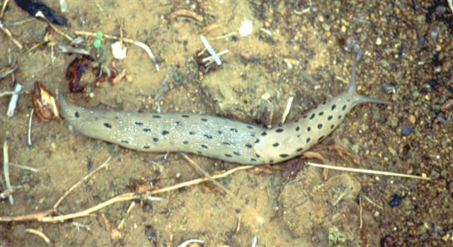 Limax cf. graecus - da Otranto e Nardo (LE)